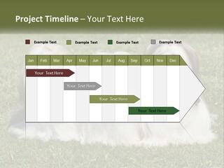 A Group Of Three Dogs Sitting On Top Of A Lush Green Field PowerPoint Template
