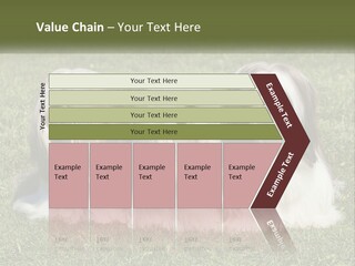 A Group Of Three Dogs Sitting On Top Of A Lush Green Field PowerPoint Template