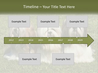 A Group Of Three Dogs Sitting On Top Of A Lush Green Field PowerPoint Template