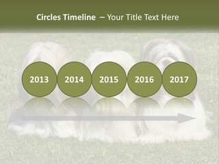 A Group Of Three Dogs Sitting On Top Of A Lush Green Field PowerPoint Template