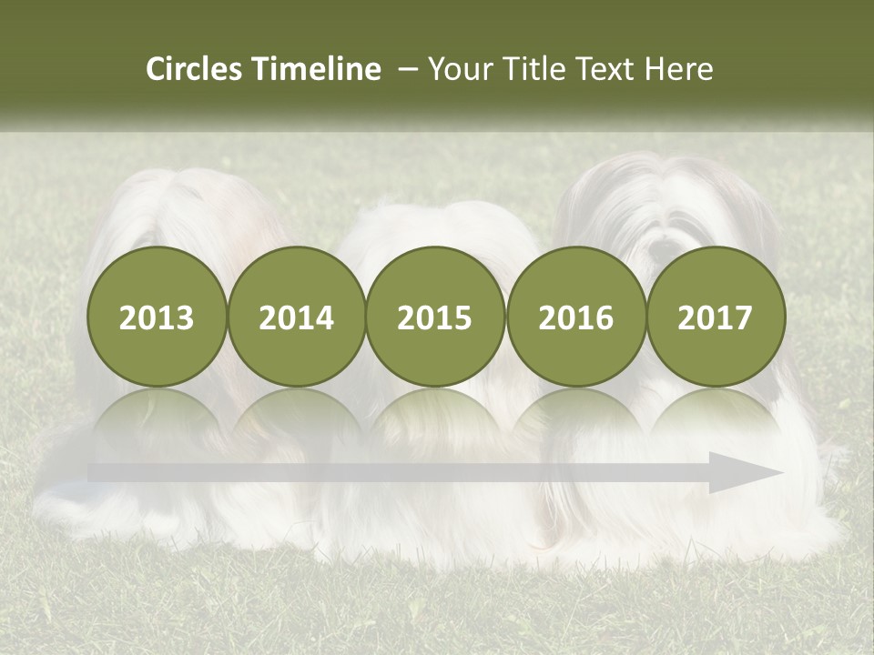 A Group Of Three Dogs Sitting On Top Of A Lush Green Field PowerPoint Template