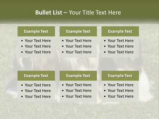 A Group Of Three Dogs Sitting On Top Of A Lush Green Field PowerPoint Template