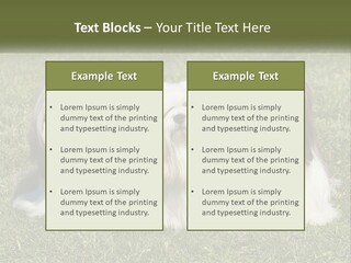 A Group Of Three Dogs Sitting On Top Of A Lush Green Field PowerPoint Template
