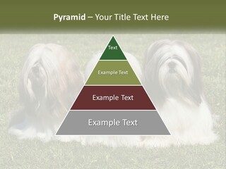 A Group Of Three Dogs Sitting On Top Of A Lush Green Field PowerPoint Template