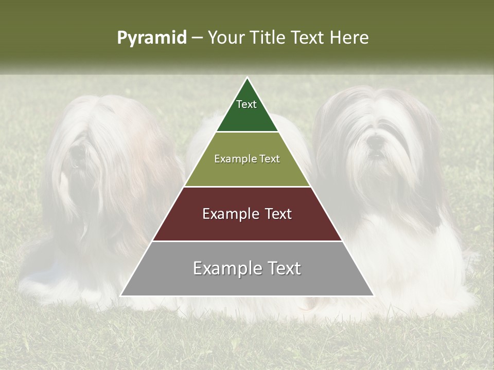 A Group Of Three Dogs Sitting On Top Of A Lush Green Field PowerPoint Template