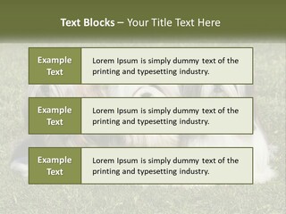 A Group Of Three Dogs Sitting On Top Of A Lush Green Field PowerPoint Template