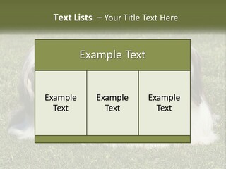 A Group Of Three Dogs Sitting On Top Of A Lush Green Field PowerPoint Template