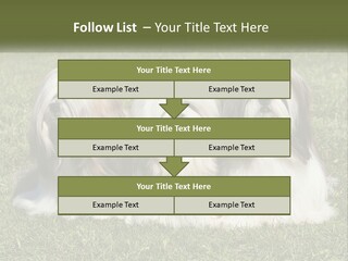 A Group Of Three Dogs Sitting On Top Of A Lush Green Field PowerPoint Template