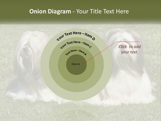 A Group Of Three Dogs Sitting On Top Of A Lush Green Field PowerPoint Template