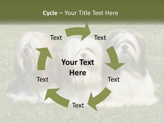 A Group Of Three Dogs Sitting On Top Of A Lush Green Field PowerPoint Template