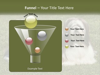 A Group Of Three Dogs Sitting On Top Of A Lush Green Field PowerPoint Template