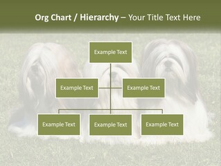 A Group Of Three Dogs Sitting On Top Of A Lush Green Field PowerPoint Template