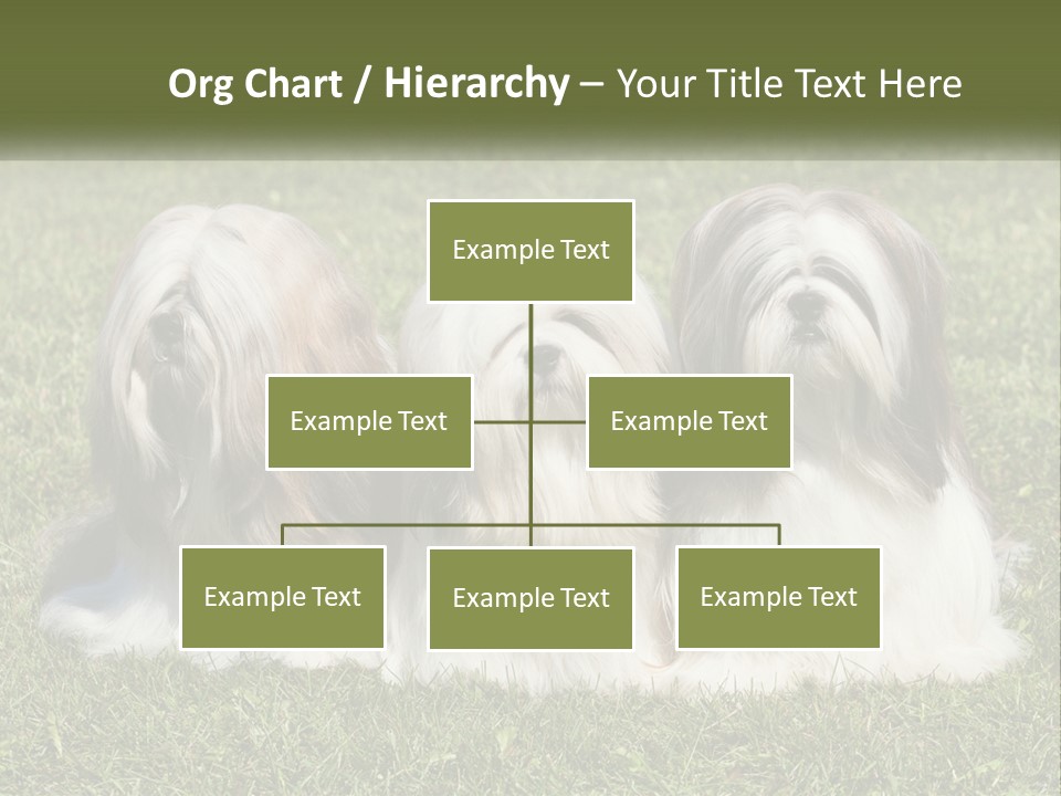 A Group Of Three Dogs Sitting On Top Of A Lush Green Field PowerPoint Template