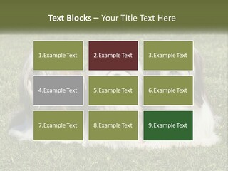 A Group Of Three Dogs Sitting On Top Of A Lush Green Field PowerPoint Template