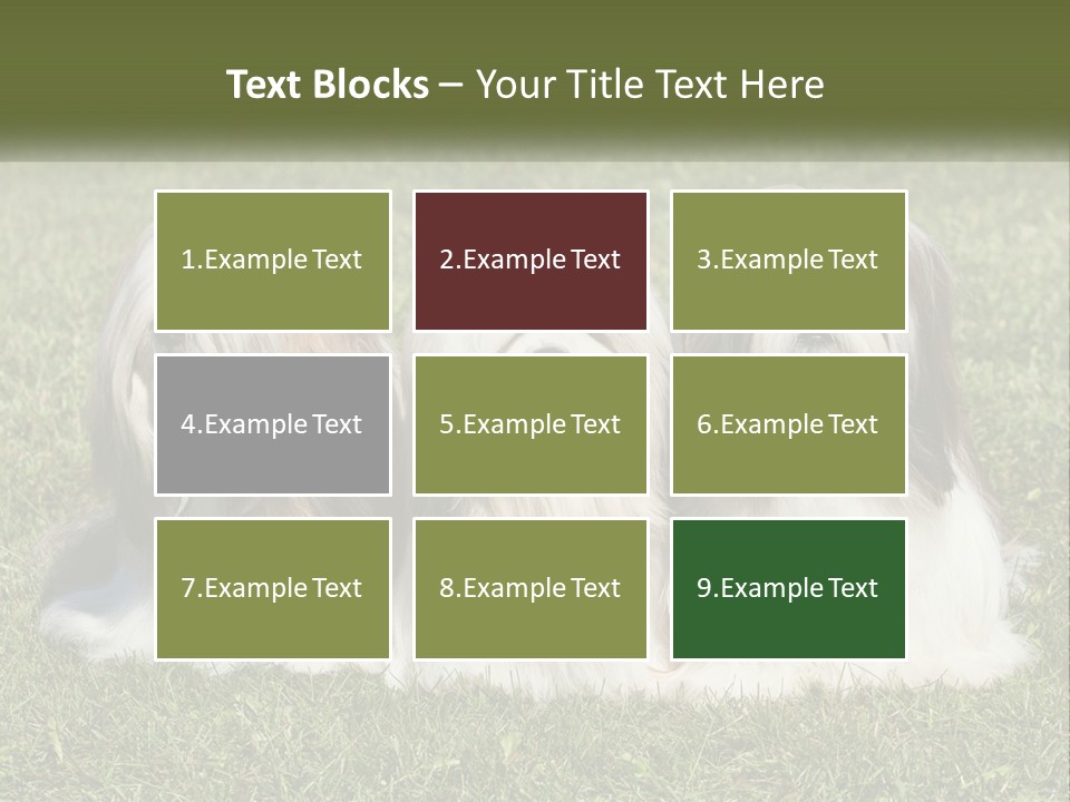 A Group Of Three Dogs Sitting On Top Of A Lush Green Field PowerPoint Template