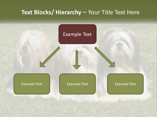 A Group Of Three Dogs Sitting On Top Of A Lush Green Field PowerPoint Template