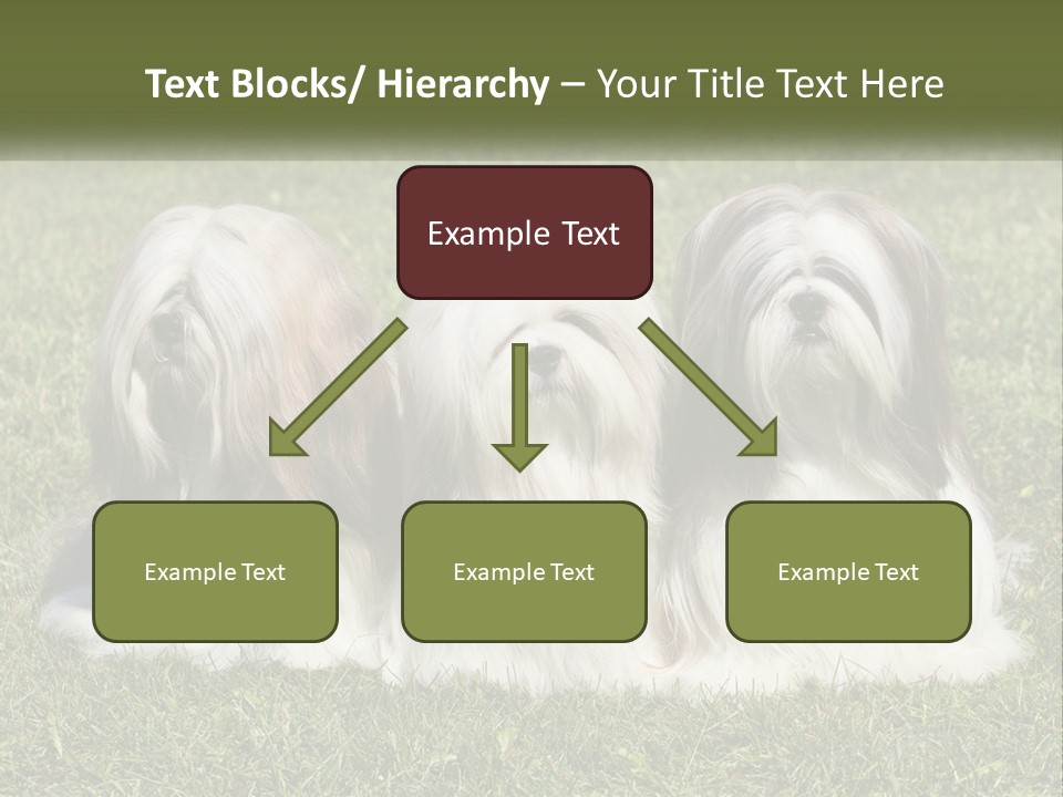 A Group Of Three Dogs Sitting On Top Of A Lush Green Field PowerPoint Template