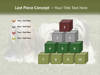 A Group Of Three Dogs Sitting On Top Of A Lush Green Field PowerPoint Template