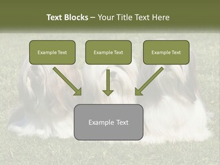 A Group Of Three Dogs Sitting On Top Of A Lush Green Field PowerPoint Template