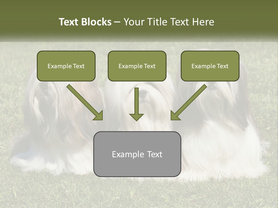 A Group Of Three Dogs Sitting On Top Of A Lush Green Field PowerPoint Template
