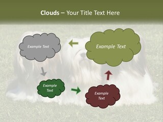 A Group Of Three Dogs Sitting On Top Of A Lush Green Field PowerPoint Template