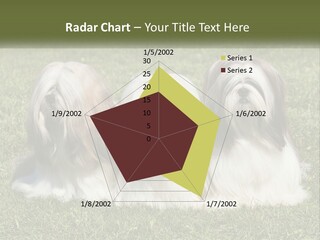A Group Of Three Dogs Sitting On Top Of A Lush Green Field PowerPoint Template