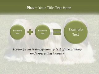 A Group Of Three Dogs Sitting On Top Of A Lush Green Field PowerPoint Template