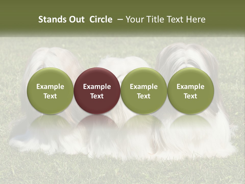 A Group Of Three Dogs Sitting On Top Of A Lush Green Field PowerPoint Template