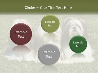 A Group Of Three Dogs Sitting On Top Of A Lush Green Field PowerPoint Template