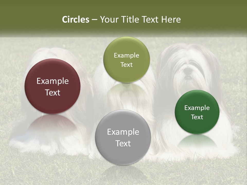 A Group Of Three Dogs Sitting On Top Of A Lush Green Field PowerPoint Template