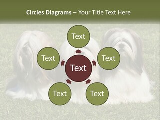A Group Of Three Dogs Sitting On Top Of A Lush Green Field PowerPoint Template