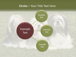 A Group Of Three Dogs Sitting On Top Of A Lush Green Field PowerPoint Template