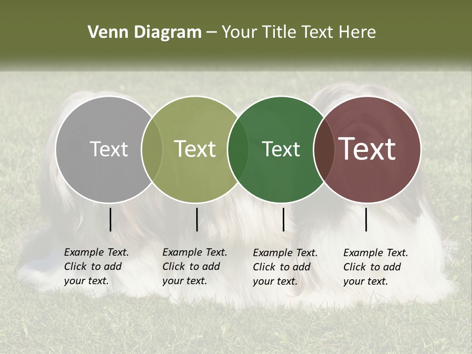 A Group Of Three Dogs Sitting On Top Of A Lush Green Field PowerPoint Template