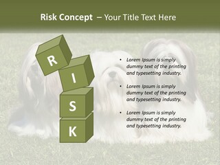 A Group Of Three Dogs Sitting On Top Of A Lush Green Field PowerPoint Template