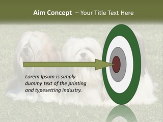 A Group Of Three Dogs Sitting On Top Of A Lush Green Field PowerPoint Template