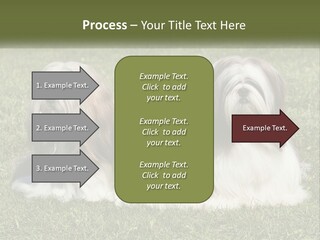 A Group Of Three Dogs Sitting On Top Of A Lush Green Field PowerPoint Template