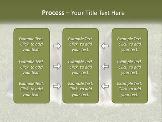 A Group Of Three Dogs Sitting On Top Of A Lush Green Field PowerPoint Template