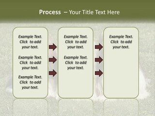 A Group Of Three Dogs Sitting On Top Of A Lush Green Field PowerPoint Template
