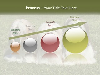 A Group Of Three Dogs Sitting On Top Of A Lush Green Field PowerPoint Template