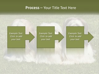 A Group Of Three Dogs Sitting On Top Of A Lush Green Field PowerPoint Template