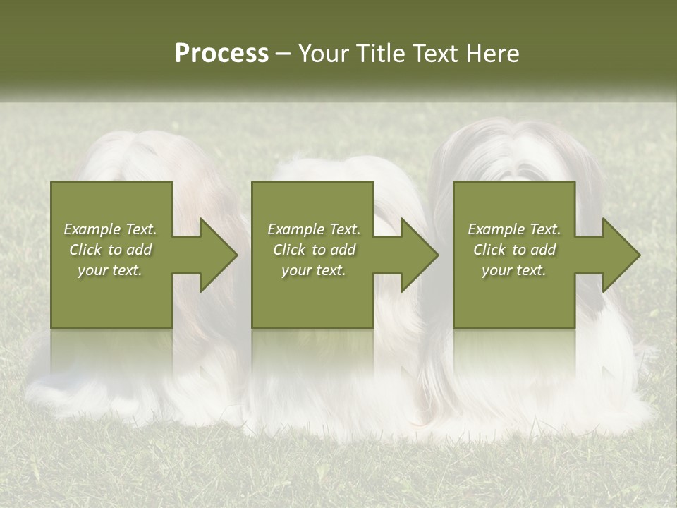 A Group Of Three Dogs Sitting On Top Of A Lush Green Field PowerPoint Template
