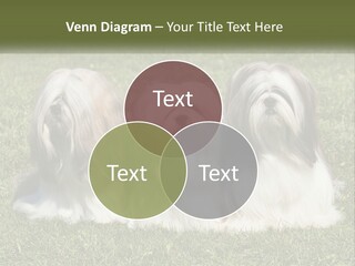 A Group Of Three Dogs Sitting On Top Of A Lush Green Field PowerPoint Template