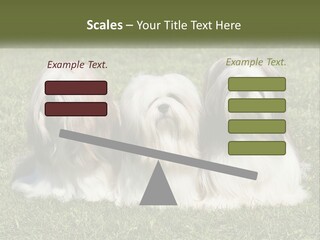 A Group Of Three Dogs Sitting On Top Of A Lush Green Field PowerPoint Template