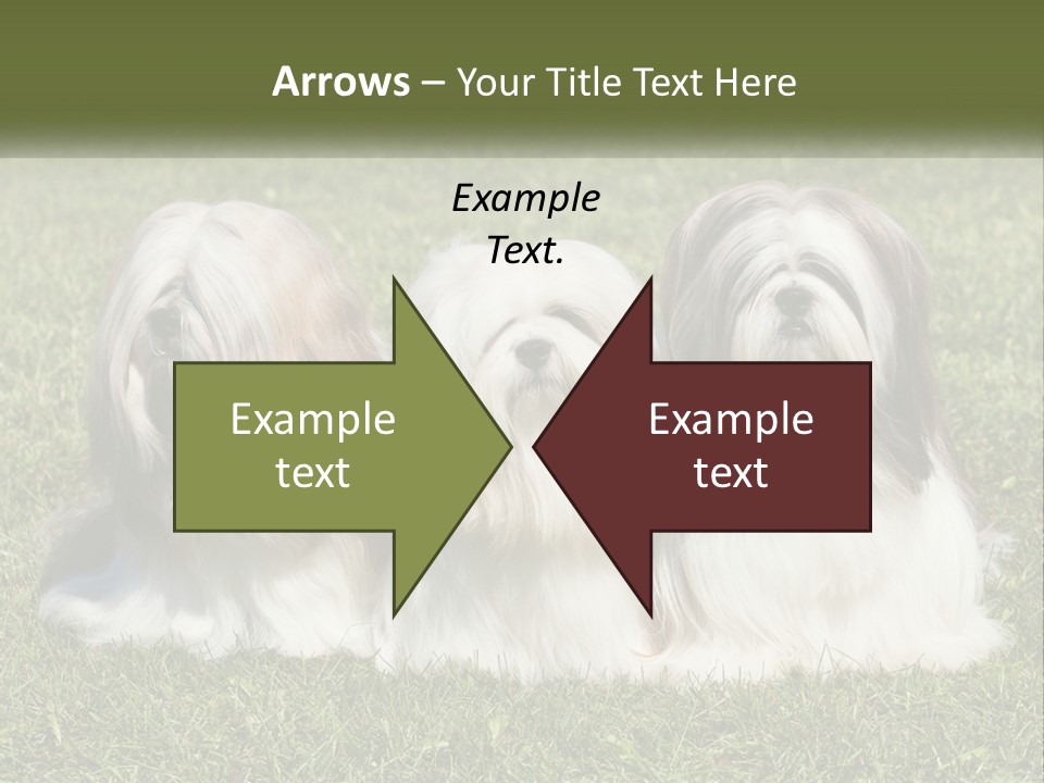 A Group Of Three Dogs Sitting On Top Of A Lush Green Field PowerPoint Template