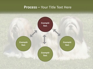 A Group Of Three Dogs Sitting On Top Of A Lush Green Field PowerPoint Template