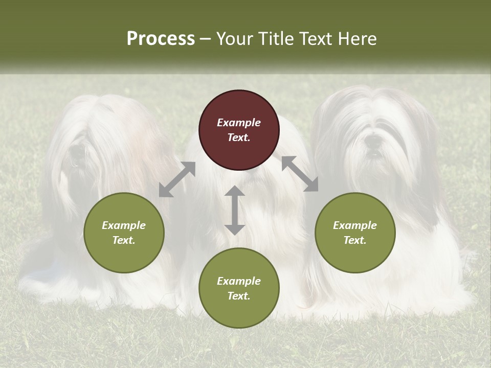 A Group Of Three Dogs Sitting On Top Of A Lush Green Field PowerPoint Template