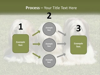 A Group Of Three Dogs Sitting On Top Of A Lush Green Field PowerPoint Template