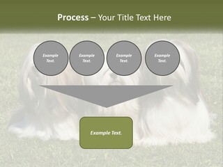 A Group Of Three Dogs Sitting On Top Of A Lush Green Field PowerPoint Template