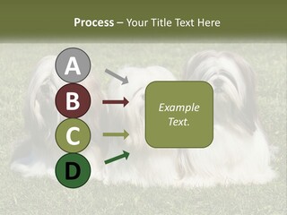 A Group Of Three Dogs Sitting On Top Of A Lush Green Field PowerPoint Template