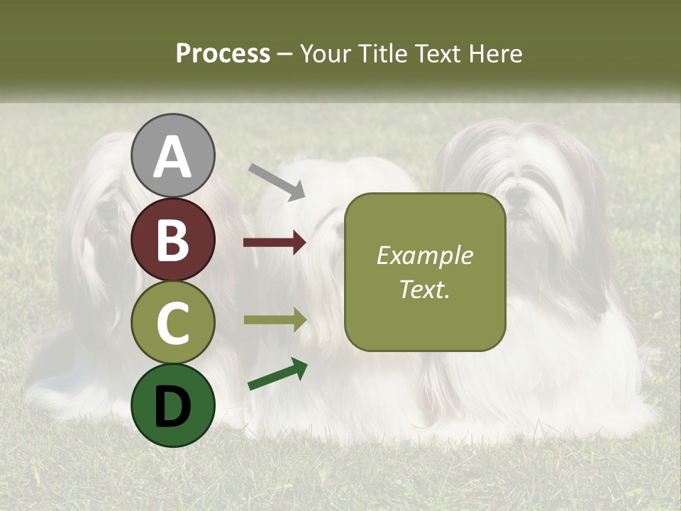 A Group Of Three Dogs Sitting On Top Of A Lush Green Field PowerPoint Template